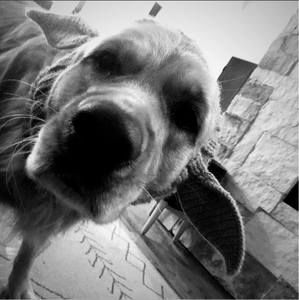 Meet your Posher, Julie